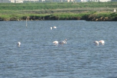 6.-Saline-Trapani-e-Paceco-flamingo