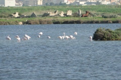 7.-Saline-Trapani-e-Paceco-flamingo